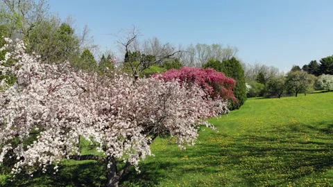 Crabapple tree in bloom. Pink white color flowers. Stock Footage 151059376