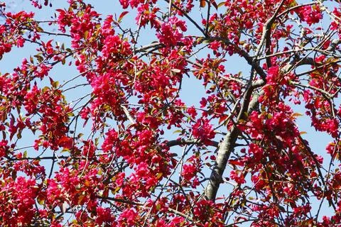 Crabapple Tree in Bloom in Spring Stock Photos