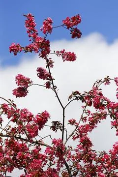 Crabapple Tree in Bloom in Spring Stock Photos