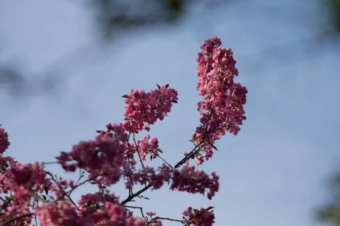 Crabapple Tree in Bloom in Spring Stock Photos