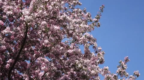 Crabapple tree blowing in wind Stock Footage 53828798