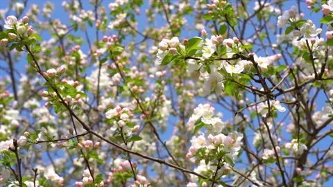 Crabapple Tree Branches Blooming with Delicate Pink and White Flowers in spring Video stock 342223815