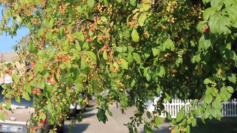 Crabapple Tree Stock Footage 102802333