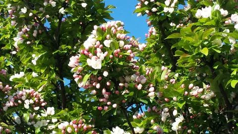 Crabapple tree in full bloom Stock Photos