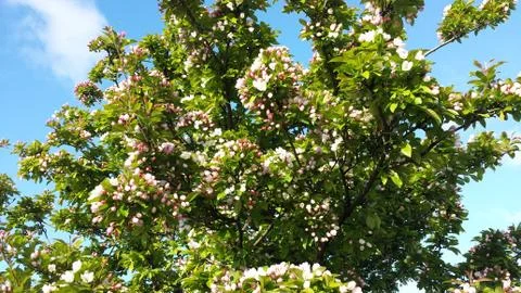 Crabapple tree in full bloom Stock Photos