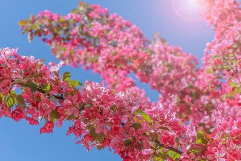 Crabapple Tree Snowmass Stock Photos