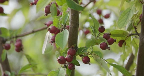 Crabapples Up Close Stock Footage 245596667