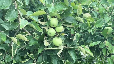 Crabapples on a Tree Close-Up Stock Footage 246464921
