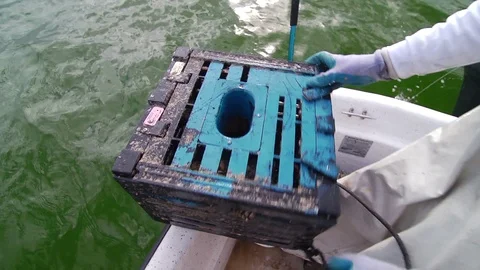 Crabber checking traps for stone crabs Stock Footage 111287208