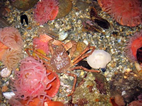 Crabby crab Stock Photos