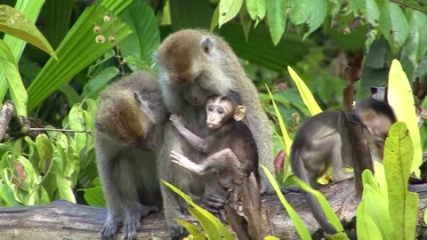 Crabeater Monkey Video stock 170357324