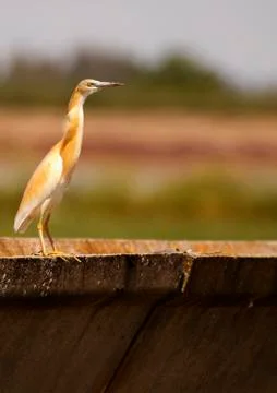 Crabeater Stock Photos