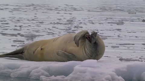 Crabeater Seal On Ice Stock Footage 170357316