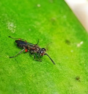 Crabronidae Foto stock