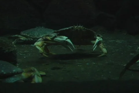 Crabs 4 Stock Footage