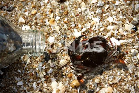 Crabs and bottle glass on beach Stock Photos