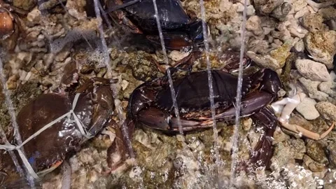 Crabs in the aquarium that will be used for cooking Stock Footage 240324293