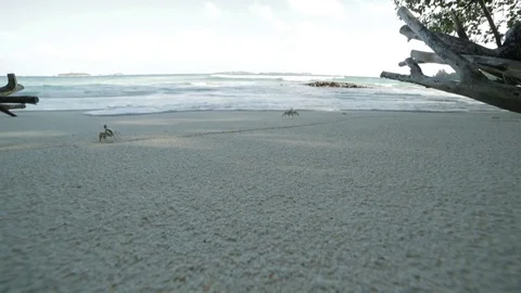 Crabs are running on the beach Stock Footage 82484971