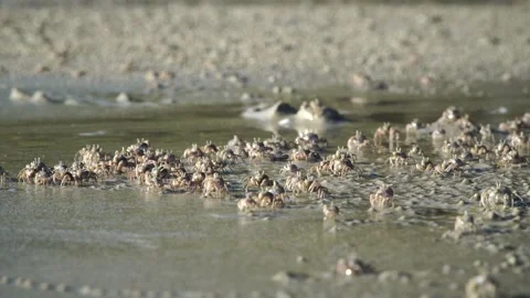 The crabs are working. Stock Footage 304898967