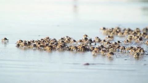 The crabs are working. Stock Footage 304899169