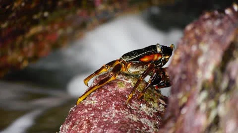 Crabs at the beach 1 Stock-Footage 10803463