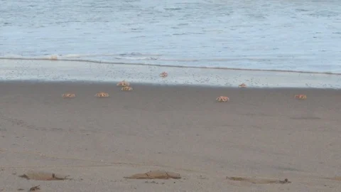 Crabs on the beach 1 Stock Footage 120954455