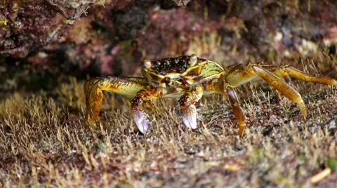 Crabs at the beach 11 Stock Footage 10803521