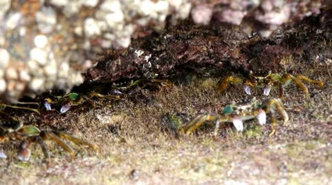Crabs at the beach 12 Stock Footage 10803526