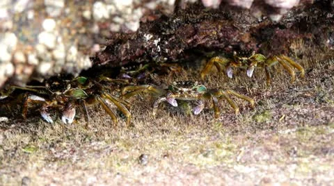 Crabs at the beach 14 動画素材 10803542