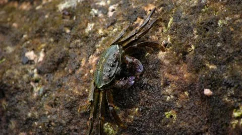 Crabs at the beach 15 Stock Footage 10803548