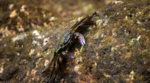 Crabs at the beach 16 Stock Footage 10803561