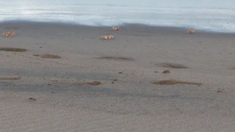 Crabs on the beach 2 Stock Footage 120954444