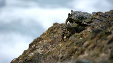 Crabs at the beach 3 Vídeos de archivo 10803474