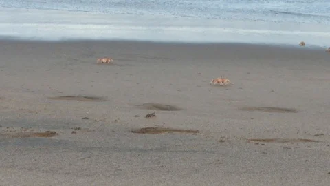 Crabs on the beach 3 Stock Footage 120954458