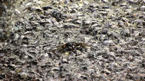 Crabs at the beach 4 動画素材 10803485