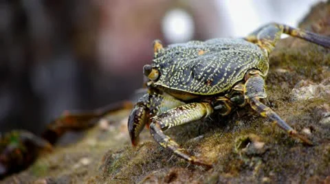Crabs at the beach 5 Stock Footage 10803487