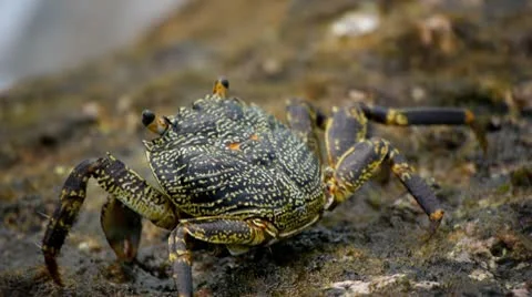 Crabs at the beach 6 Stock Footage 10803489