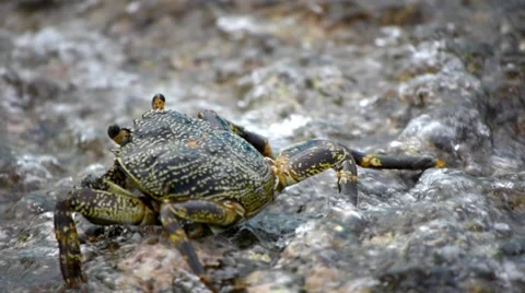 Crabs at the beach 8 Stock Footage 10803498