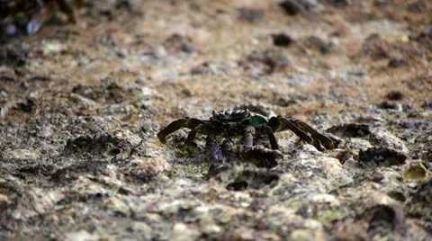 Crabs at the beach 9 Stock Footage 10803502