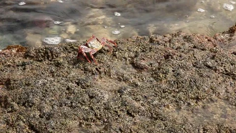 Crabs at the Beach Crawling on Rocks and Feeding Stock Footage 106786228