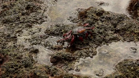 Crabs at the Beach Crawling on Rocks and Feeding Stock Footage 106786261