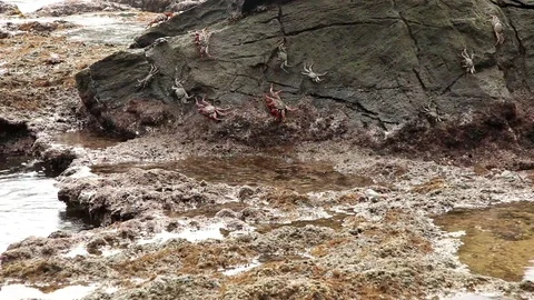 Crabs at the Beach Crawling on Rocks and Feeding Stock Footage 106786493