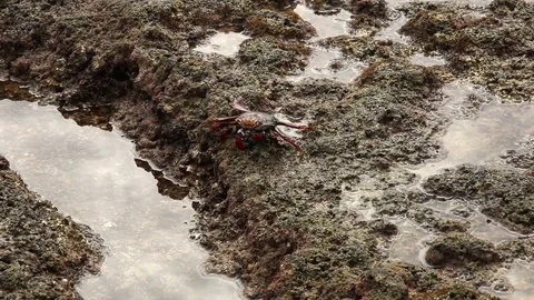 Crabs at the Beach Crawling on Rocks and Feeding Stock Footage 106786525