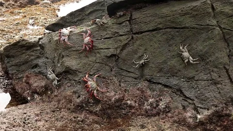 Crabs at the Beach Crawling on Rocks and Feeding Stock Footage 106786694