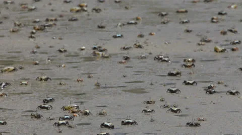 Crabs on the beach Stock-Footage 22499374