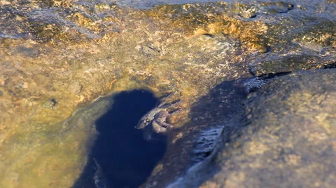 Crabs on the Beach Stock Footage 65448090