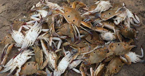 Crabs on the Beach Stock Footage 279209701