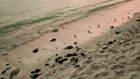 Crabs on the beach Stock Footage 332010985