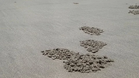 Crabs on the beach of ocean look out of minks on the seashore. Animals fade from Stock Footage 117974649