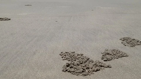 Crabs on the beach Remove sand from holes. Stock Footage 121610008